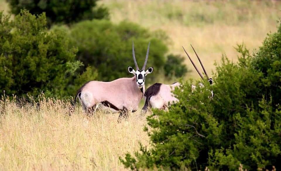 Letsatsi Game Lodge Smithfield Eksteriør bilde