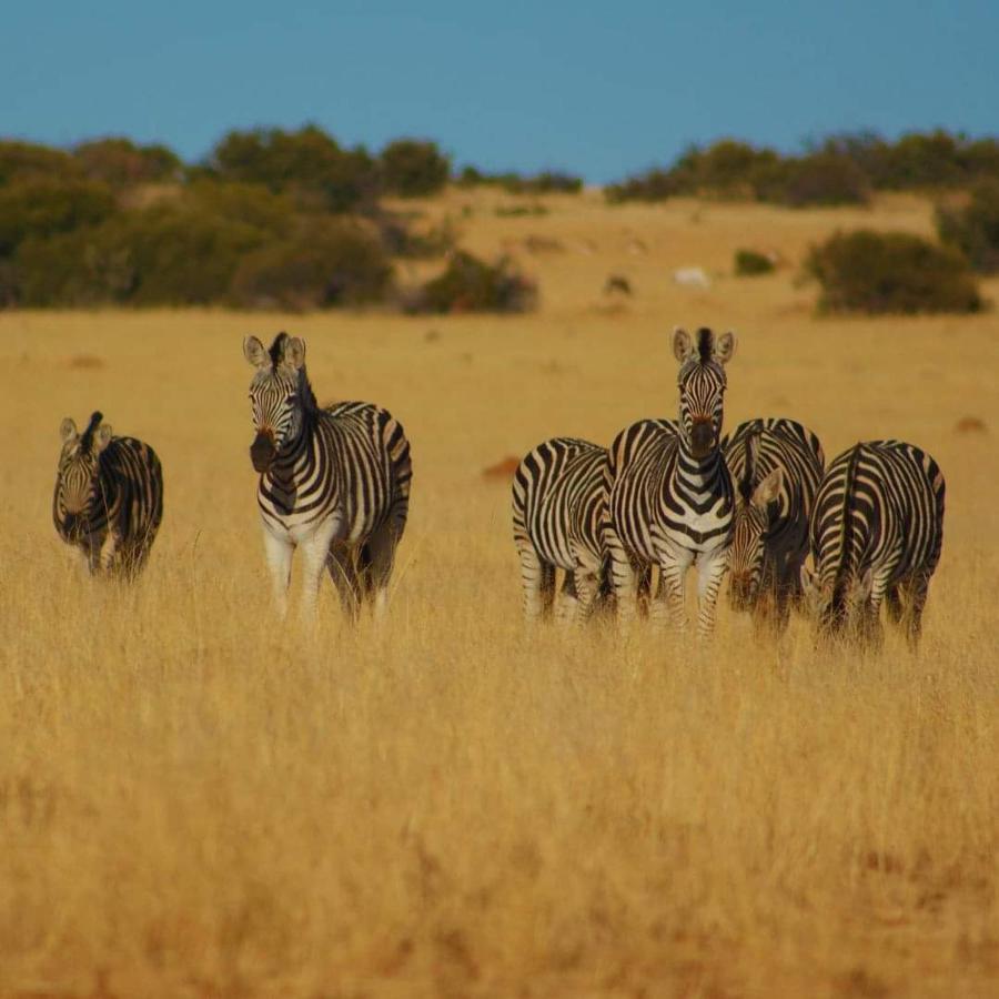 Letsatsi Game Lodge Smithfield Eksteriør bilde