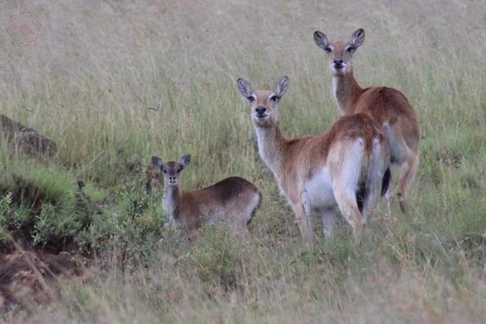 Letsatsi Game Lodge Smithfield Eksteriør bilde