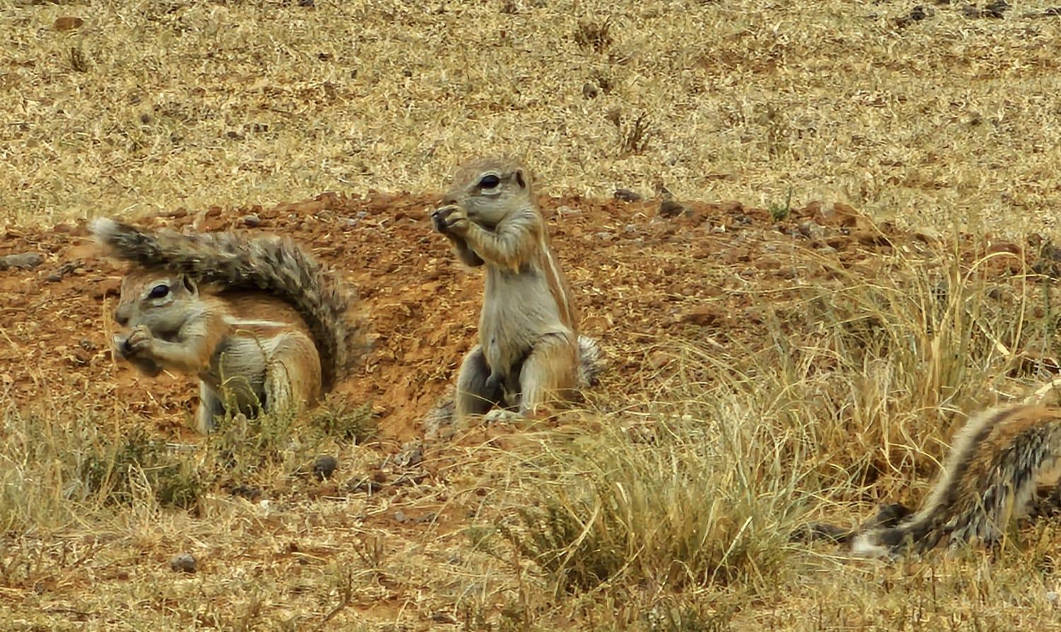 Letsatsi Game Lodge Smithfield Eksteriør bilde
