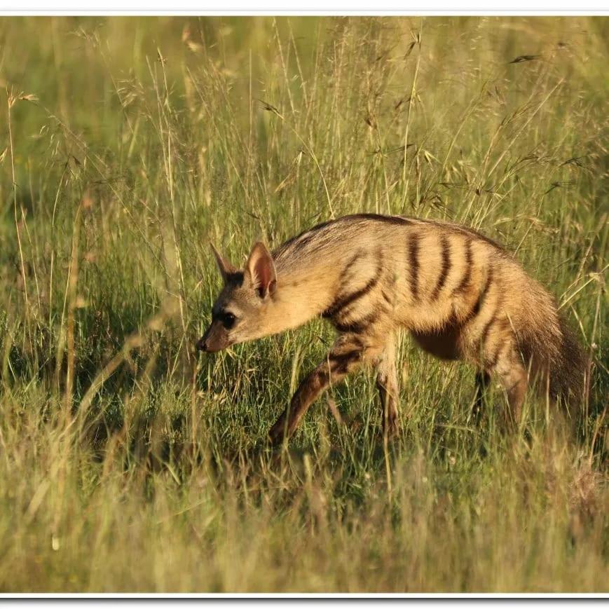 Letsatsi Game Lodge Smithfield Eksteriør bilde