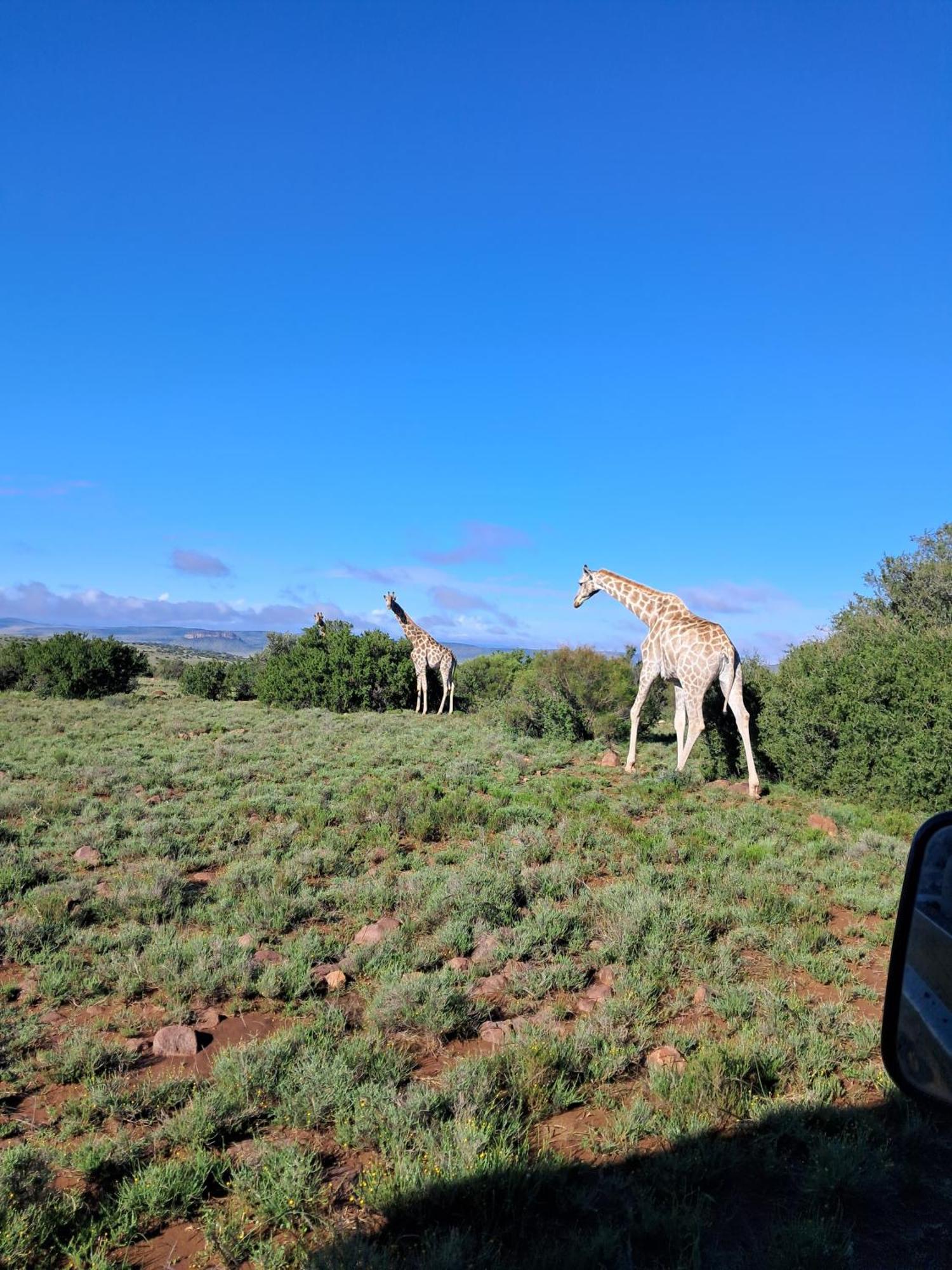 Letsatsi Game Lodge Smithfield Eksteriør bilde