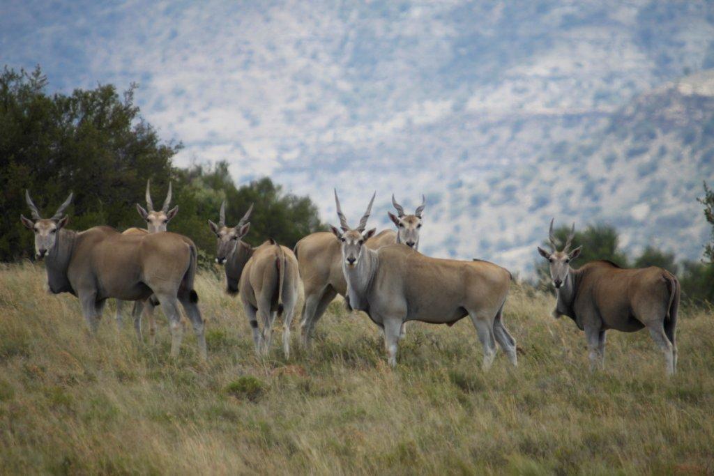 Letsatsi Game Lodge Smithfield Eksteriør bilde